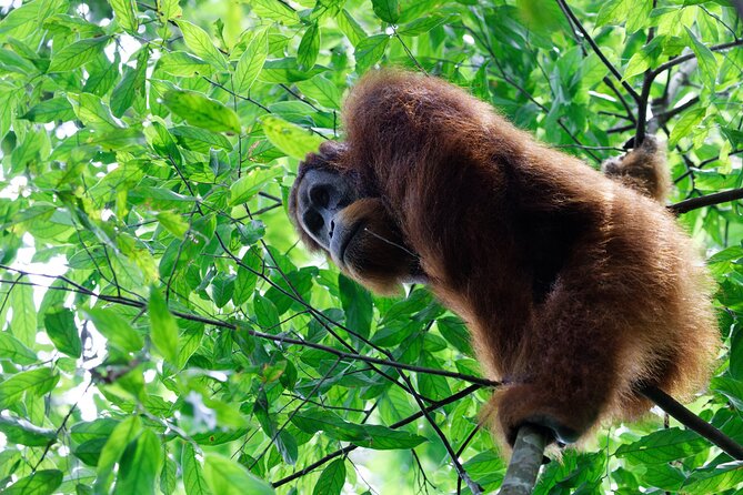 7 Days 6 Nights North Sumatra Tour (Bukit Lawang-Berastagi-Lake Toba) - Five things to know before booking