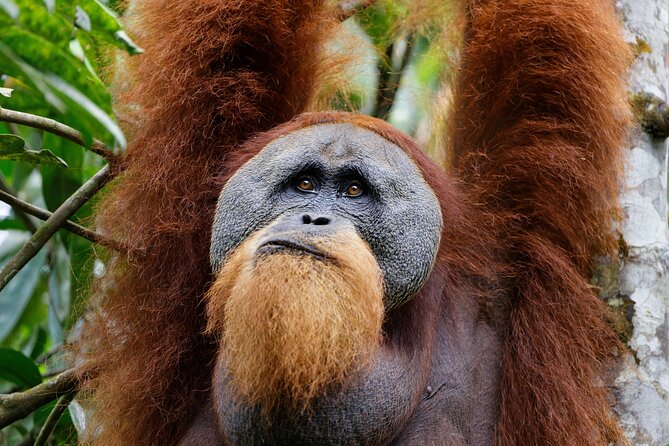 7 Days 6 Nights North Sumatra Tour (Bukit Lawang-Berastagi-Lake Toba) - Why this route works for a first visit