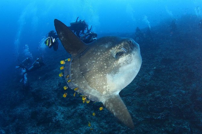 7 Fun Dives in Nusa Lembongan (for certified divers) - Premium Value Package - Key points to know before booking