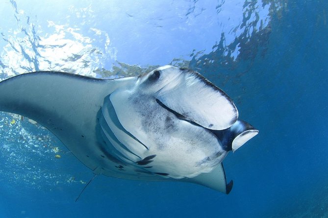 7 Fun Dives in Nusa Lembongan (for certified divers) - Premium Value Package - Why seven sessions make sense around Nusa Lembongan