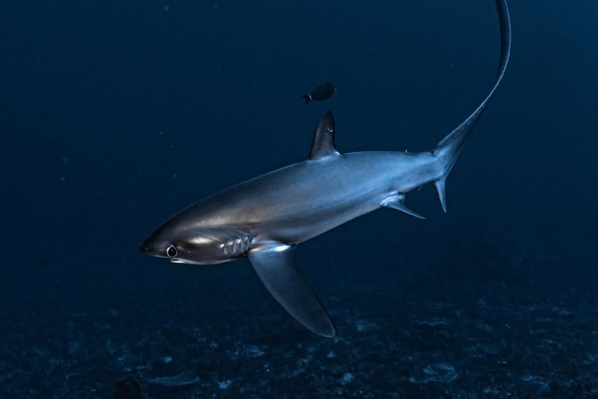 7 Fun Dives in Nusa Lembongan (for certified divers) - Premium Value Package - Toyapakeh: a well-known Nusa Penida area