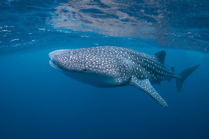 7 Fun Dives in Nusa Lembongan (for certified divers) - Premium Value Package - Jungut Batu Beach and the remaining sessions