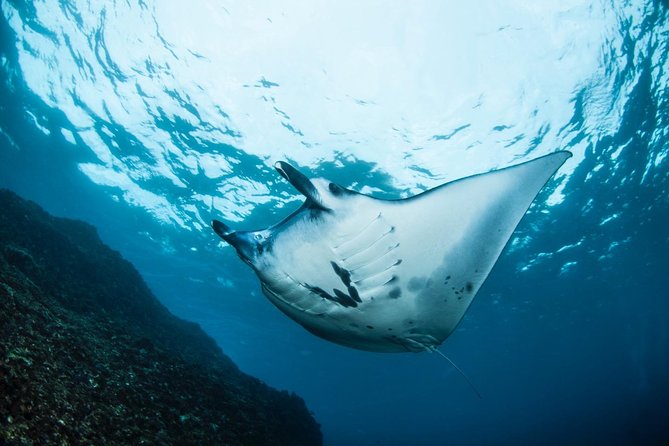 7 Fun Dives in Nusa Lembongan (for certified divers) - Premium Value Package - Crystal Bay: a famous start with big expectations