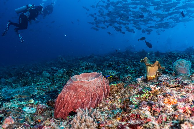 7 Fun Dives in Pemuteran (for certified divers) - Exploration in Menjangan Park - Eels Garden, POS 2, Mandarin, and Cave Points