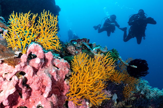 7 Fun Dives in Pemuteran (for certified divers) - Exploration in Menjangan Park - Turtles, coral, and the protected park