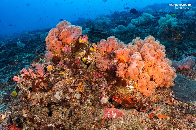 7 Fun Dives in Pemuteran (for certified divers) - Exploration in Menjangan Park - Lunch and free time on Menjangan Island