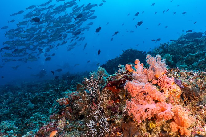 7 Fun Dives in Pemuteran (for certified divers) - Exploration in Menjangan Park - The human side of the operation