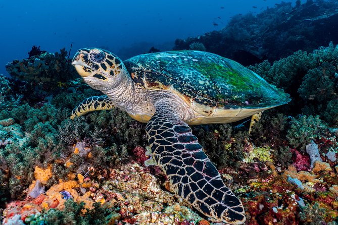 7 Fun Dives in Pemuteran (for certified divers) - Exploration in Menjangan Park - The route to Menjangan Island