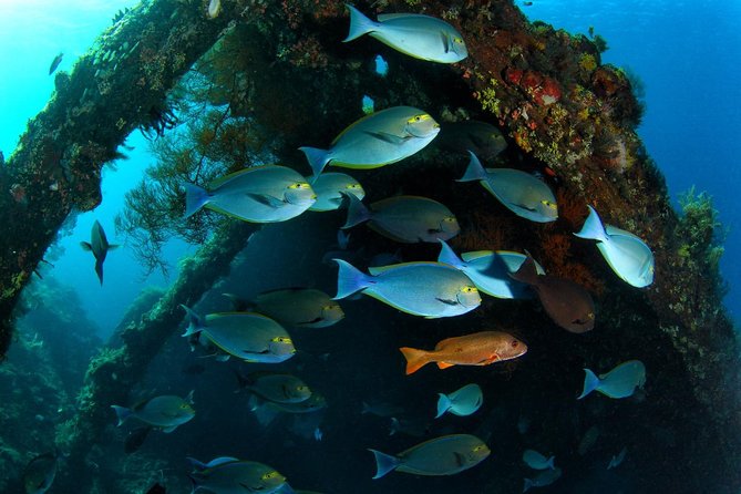 7 Fun Dives in Tulamben (for certified divers) - Premium Value Package - Certification and fitness requirements