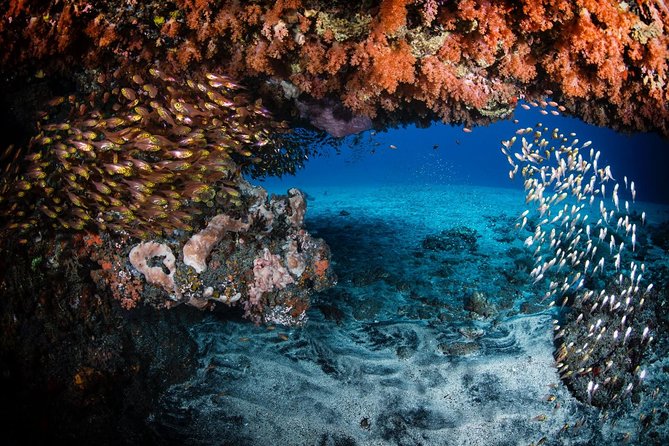 7 Fun Dives in Tulamben (for certified divers) - Premium Value Package - Price, timing, and overall value