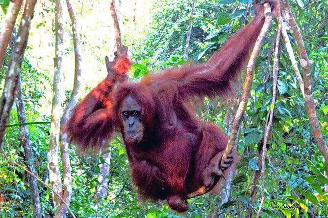 8 days group tour in Sumatra - Day 5: Cool air and local life in Berastagi