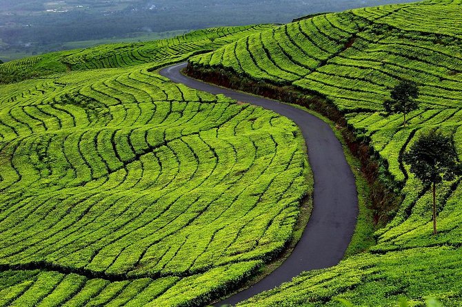 Active Volcano, Rice Field, Hot Spring, Fruit market, Tea Plantation with Lunch - Why this makes sense from Jakarta