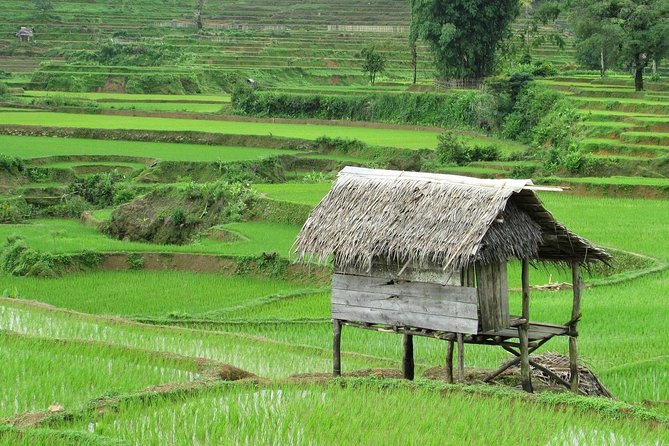 Active Volcano, Rice Field, Hot Spring, Fruit market, Tea Plantation with Lunch - Sundanese lunch and a look at coffee production