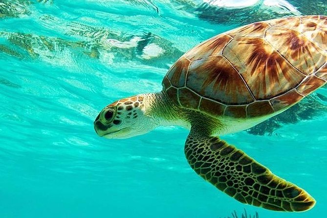 All Inclusive : Bali Blue Lagoon Snorkeling, Lunch, and Transport - Key points at a glance