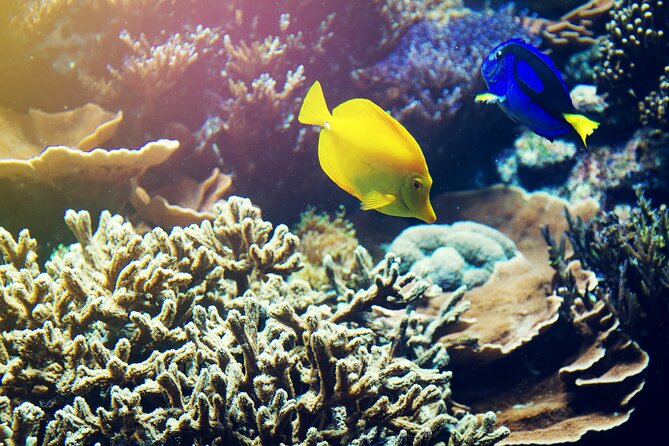 All Inclusive Bali Blue Lagoon Snorkeling with Lunch and Transport - Is $50 Good Value?