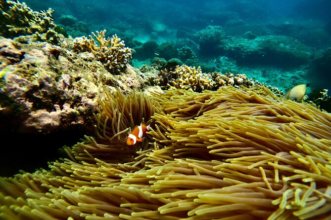 All Inclusive Snorkeling at Blue Lagoon with Lunch - Two reef stops make the morning worthwhile