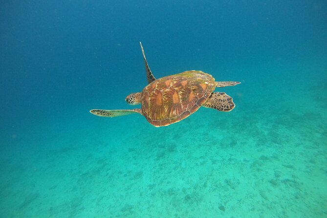 All Inclusive Snorkeling at Blue Lagoon with Lunch - Tanjung Jepun adds a second look underwater