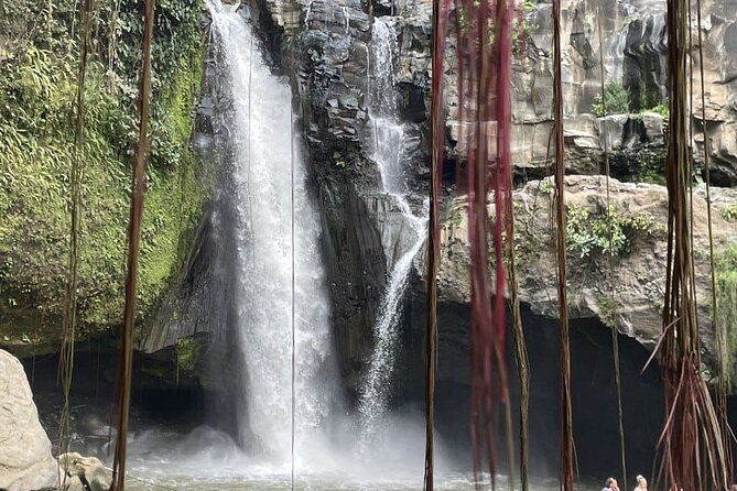 All Inclusive Ubud Cultural and Natural Highlights Tour - Macaques among the trees at Sacred Monkey Forest