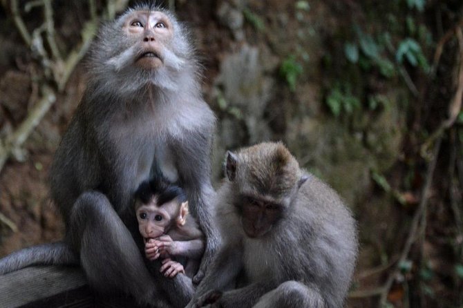 All-Inclusive Ubud Private Tour - What this Ubud day tour is really designed to do