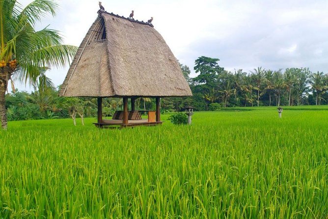 All-Inclusive Ubud Private Tour - Lunch and the D Alas Warung swing