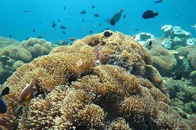 All Ticket Inclusive-Blue Lagoon Snorkeling-Ubud Monkey Forest & Ubud Waterfall - A long Bali day starting around 8:00 a.m.
