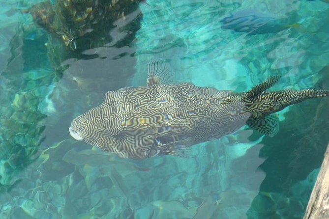 Amazing Blue Lagoon Snorkeling with Private Hotel Transfer - Adding Kanto Lampo Waterfall or the Gates of Heaven