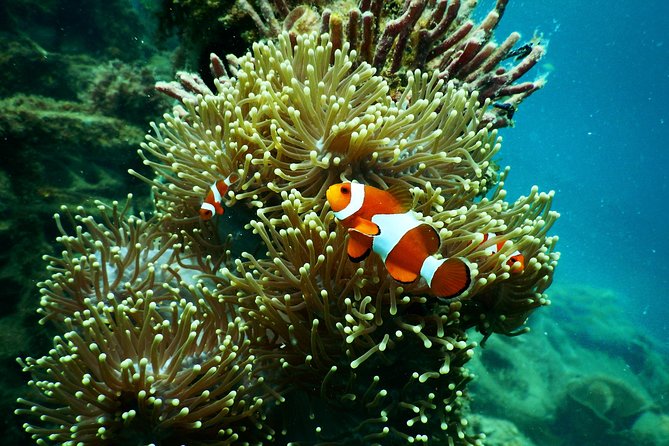 Amazing Blue Lagoon Snorkeling with Private Hotel Transfer - What the driver adds to the experience