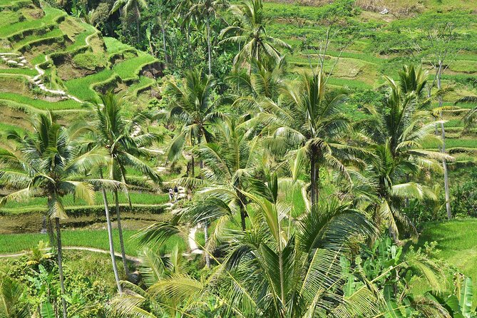 Bali Airport Arrival Transfer and Private Car Charter Combo - Who will get the most from this service?