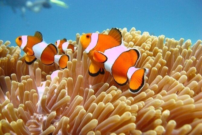 Bali ATV Quad Bike Adventure and Snorkeling Tour - Practical advice before you go