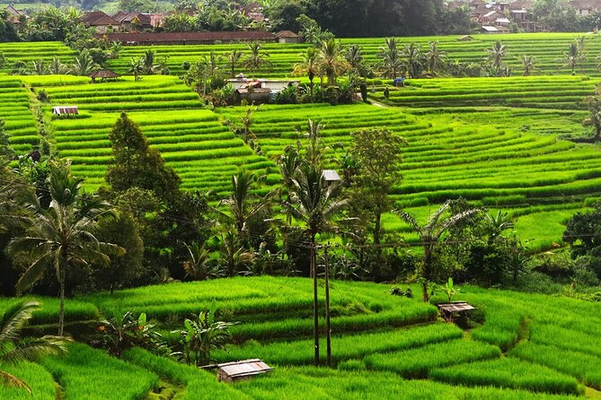 Bali: Bedugul Lake Temple, Banyumala Waterfall, UNESCO Rice Field - The Forest Walk to Banyumala Waterfall