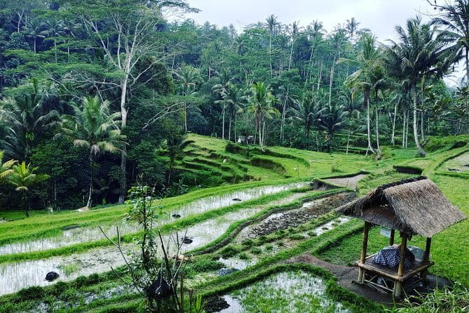 Bali: Best Eastern Waterfalls with Private Bali Tours - Coffee, tea, and a local farming stop