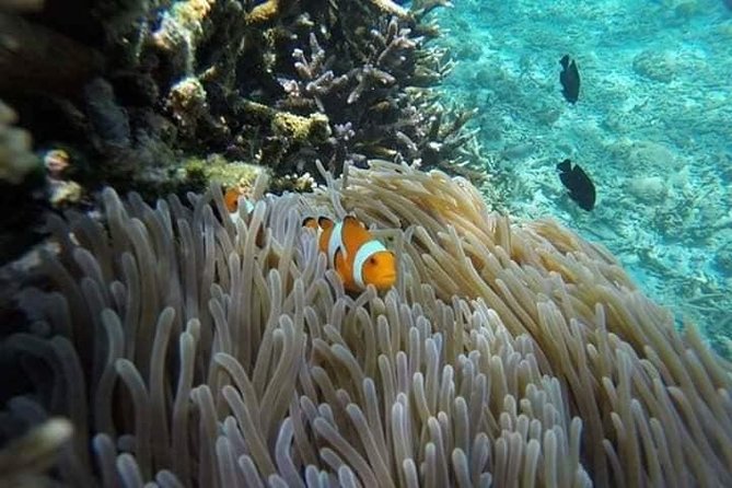 Bali Best Snorkeling at Blue Lagoon - Why Blue Lagoon works for a short Bali trip