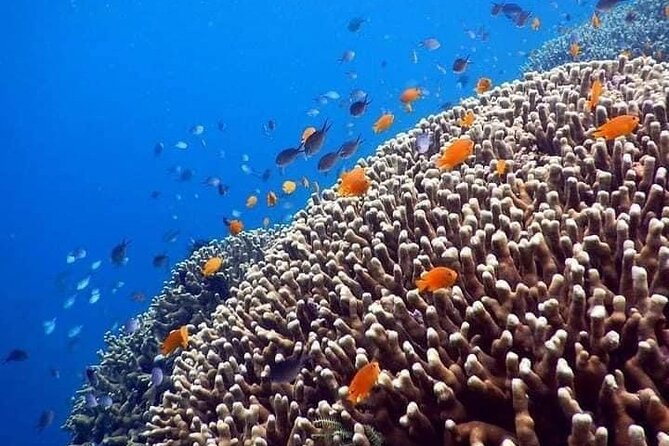 Bali Best Snorkeling at Blue Lagoon - Equipment, transport, and lunch