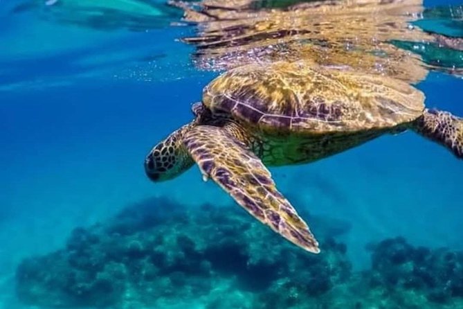Bali Best Snorkeling at Blue Lagoon - Is $29.99 good value?