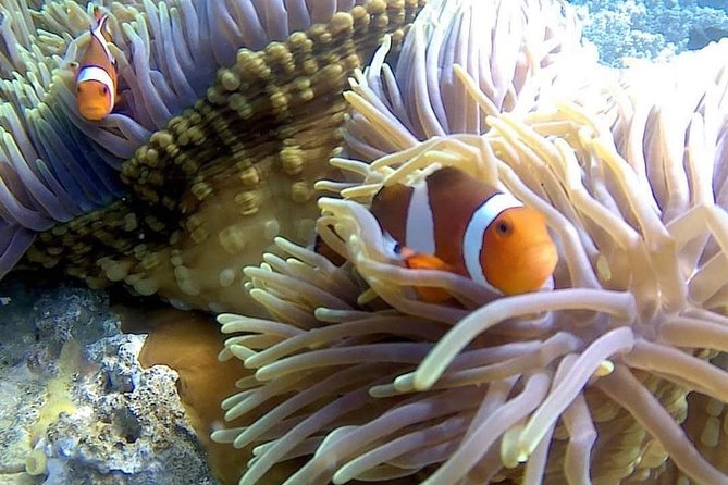 Bali Best Snorkeling at Blue Lagoon - Starting in Padangbai at D’Steel Coffee Kitchen