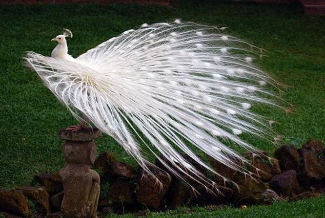 Bali Bird Park Admission Ticket - Key points to know before you go
