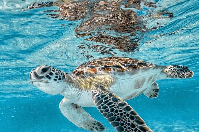 Bali Blue Lagoon Snorkeling with Optional Tour & Activities - What the $12.22 price includes