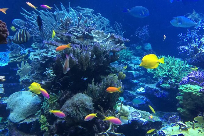 Bali Blue Lagoon Snorkeling with Private Transfer and Lunch - Padangbai and the Blue Lagoon water stop