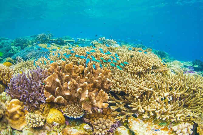 Bali Blue Lagoon Snorkeling with Private Transfer and Lunch - Lunch after the water activity
