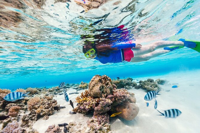 Bali Blue Lagoon Snorkeling with Private Transfer and Lunch - Why the private format matters