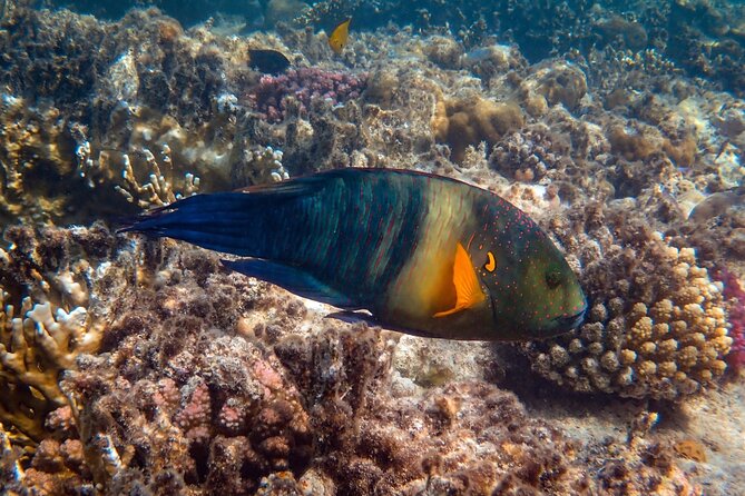 Bali Blue Lagoon Snorkeling with Private Transfer and Lunch - Who should book this Blue Lagoon outing?