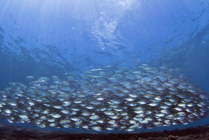 Bali Diving Day Trip-Manta Point/Tulamben Shipwreck-Fun Dive - The long transfer is the main trade-off