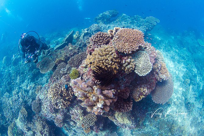 Bali Diving Day Trip-Manta Point/Tulamben Shipwreck-Fun Dive - Learning the basics with a small group