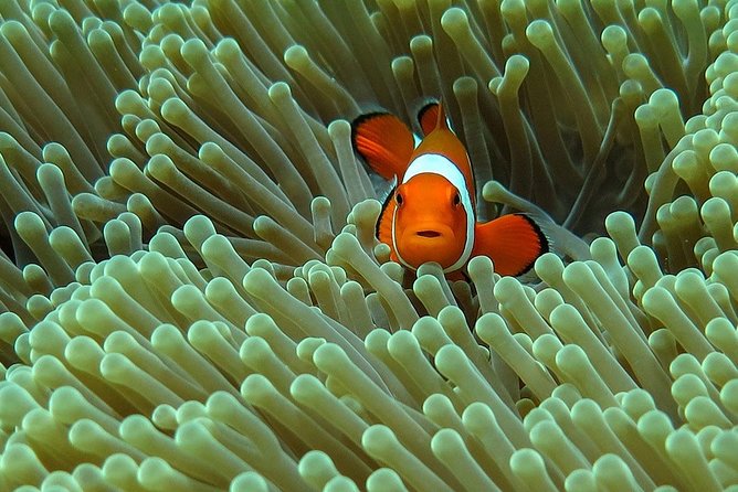 Bali Diving for Beginners: Tulamben Liberty Wreck - Key Points Before You Book
