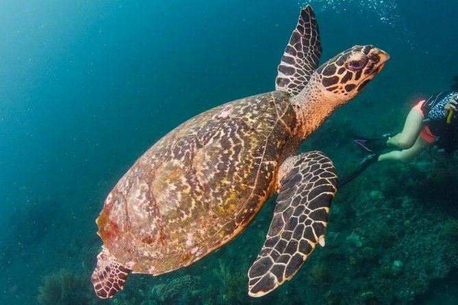 Bali Diving for Beginners: Tulamben Liberty Wreck - Starting at Let’s Dive Tulamben