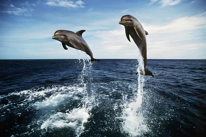 Bali Dolphin Watching Sunrise Tour in Lovina Beach - Gitgit Waterfall adds a cooler inland stop