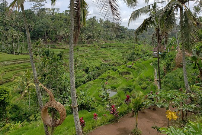 Bali Full Day Holy Water Tour - The driver, vehicle, and private format