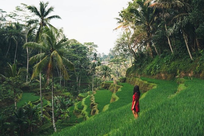 Bali Full-Day Sightseeing Trip with Lunch - Tegalalang Rice Terrace: Beautiful Views, Short Walking Time