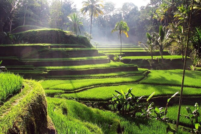 Bali Full-Day Tours : Waterfall and Ubud Destination Trip - Tegenungan Waterfall: a strong opening at two hours