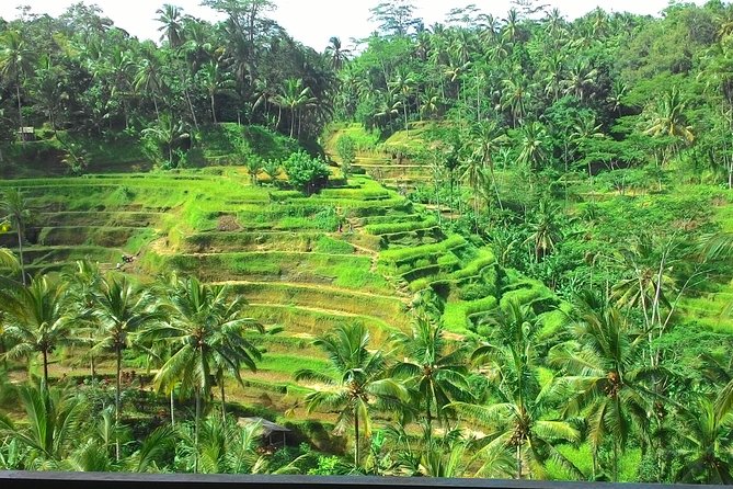 Bali Hindu temple, Rice terrace, Waterfall -All Inclusive - Walking the Tegalalang Rice Terraces